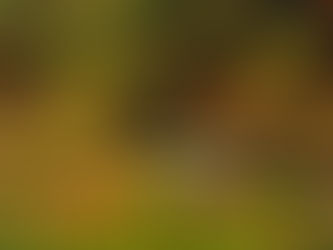 Родопската теснолинејка доби своја книга – повеќе од еден век историја и спомени во едно издание