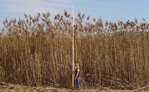 Phragmites-825x510.png
