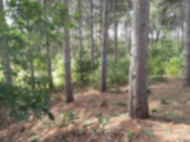 Pine PL.png