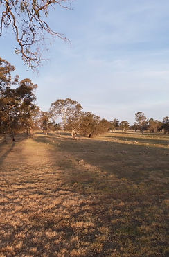 Wide paddock shot DJI_0282_TA PORTAL.jpg