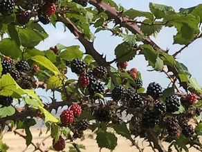 Time to Start Picking