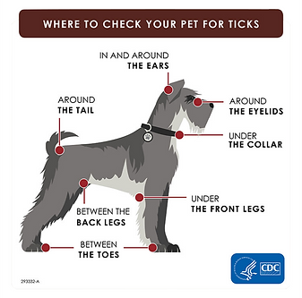 Graphic-Where-to-check-your-pet-for-ticks.png