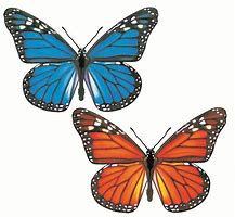 papillon.jpg