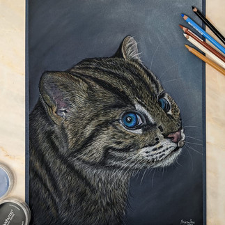 Charming pastel portrait of a fishing cat kitten, the delicate strokes bringing out the adorable features of this aquatic feline.