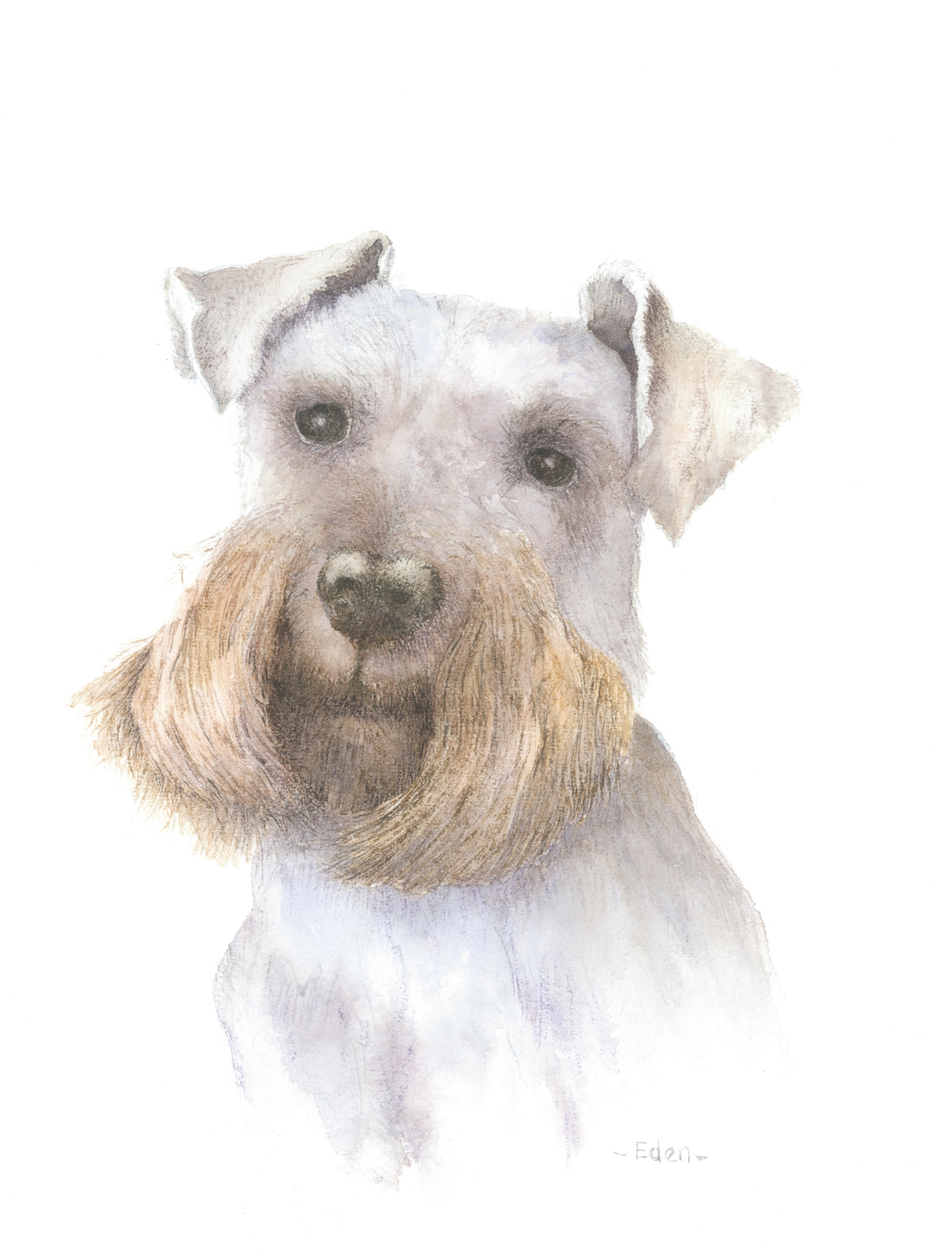Schnauzer