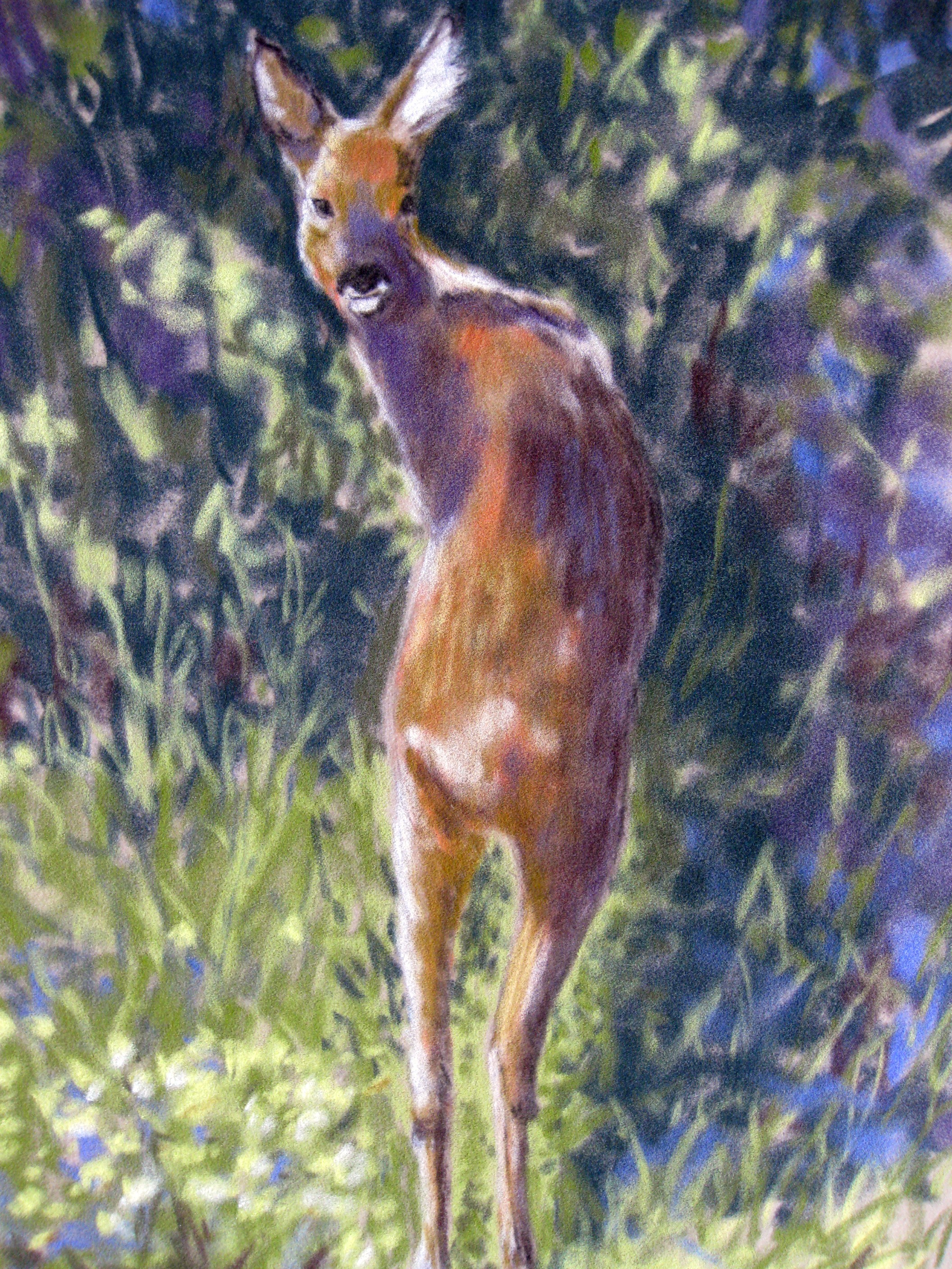Young Deer, pastel