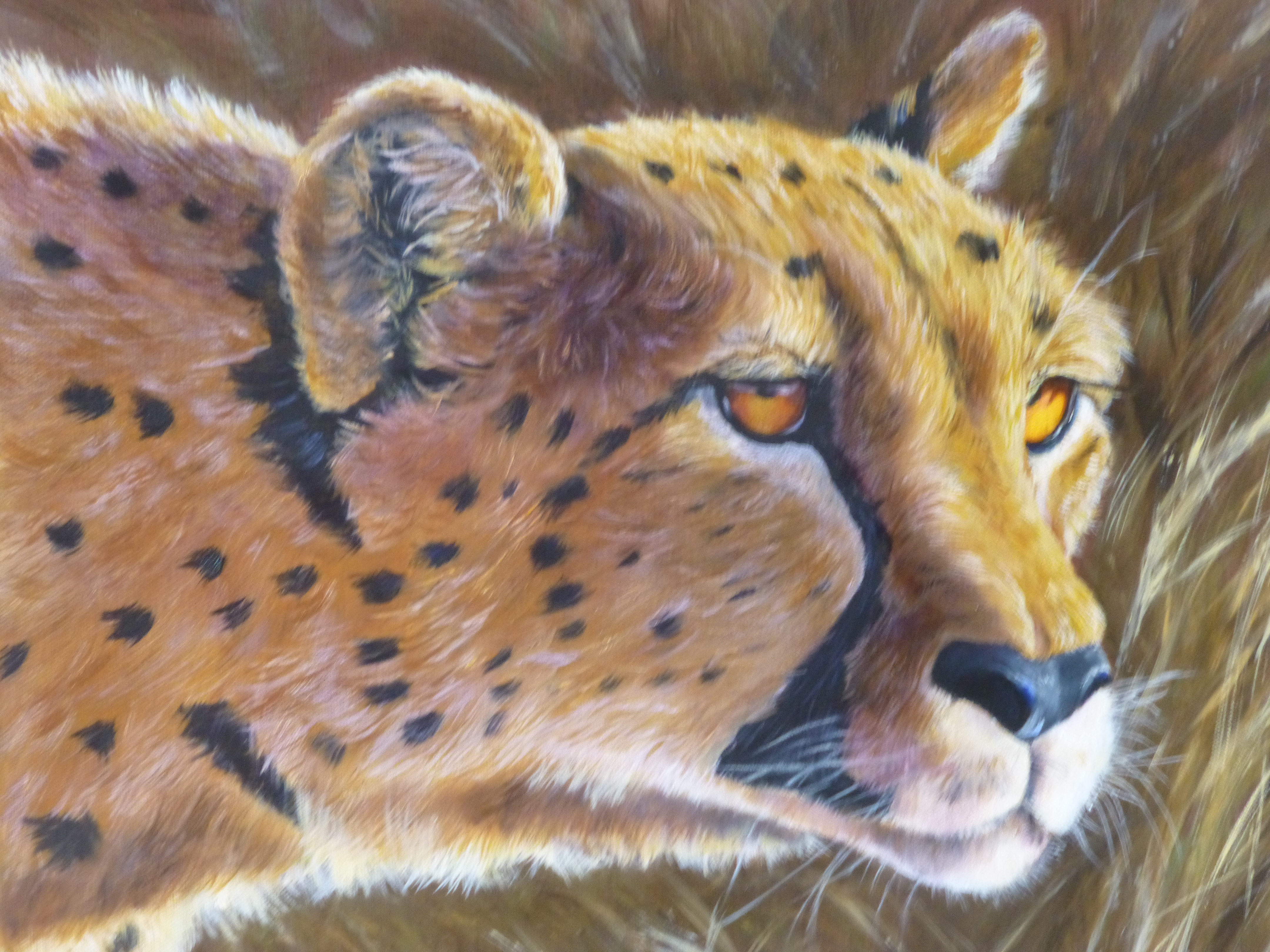 Cheetah