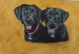 Pet dogs