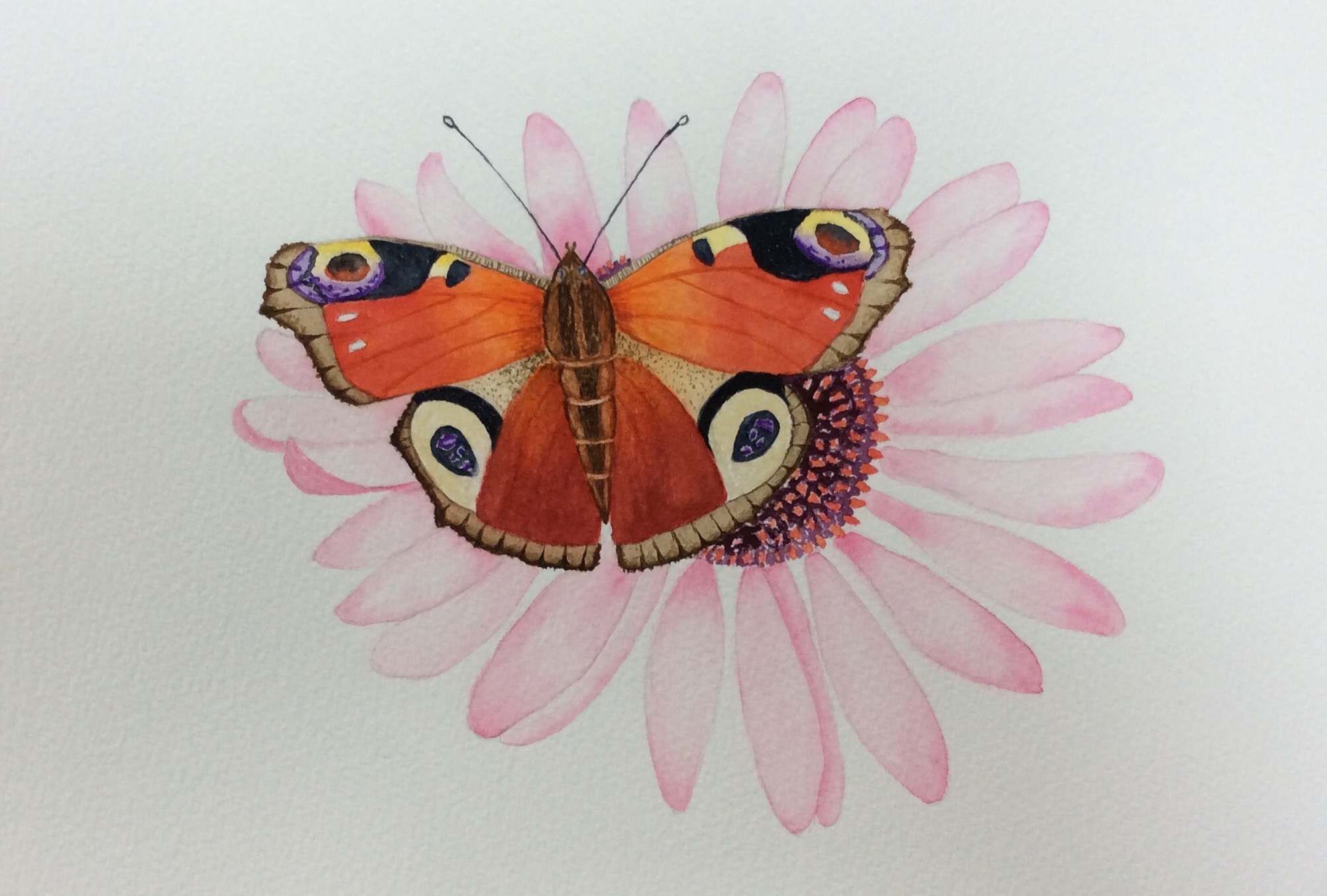 Peacock Butterfly