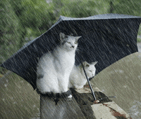 cats under umbrella.gif