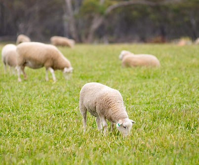 Lamb-Pasture-1024x731.jpg