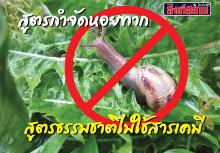 แจกฟรี!! วิธีกำจัดหอยทาก ในแปลงผัก สวนแคคตัส หรือบอนสี