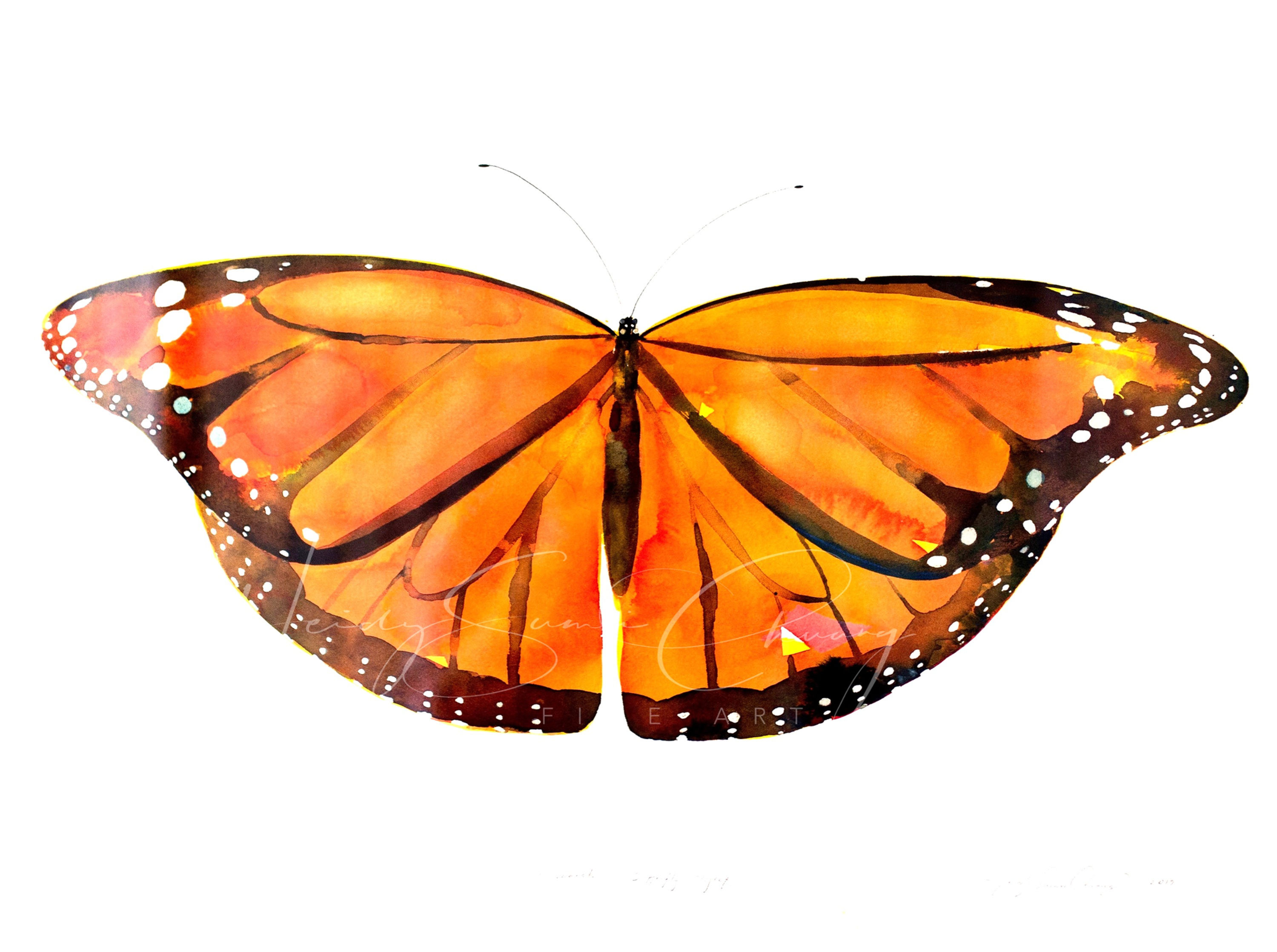 Monarchs and Swallowtails