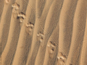 Empreintes du Désert...