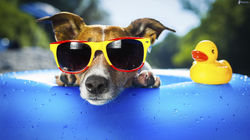 Mascotas Bienvenidas Villa Gesell