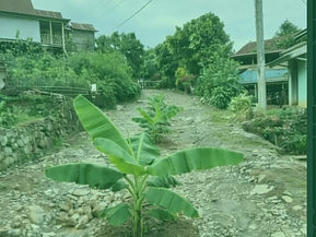 "Pohon Pisang Bersemi di Jalanan," Warga Berutallasa Gowa Tagih Janji Manis Politik yang Berubah Pahit!