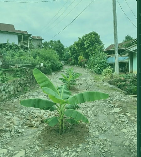"Pohon Pisang Bersemi di Jalanan," Warga Berutallasa Gowa Tagih Janji Manis Politik yang Berubah Pahit!