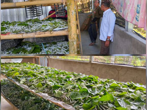 ADA APA KEJATI SULSEL ? TIDAK MELIDIK PROYEK PENGADAAN BIBIT MURBEI 1.000.000 BATANG TH.2020 DENGAN REKANAN CV.MASSALANGKA.