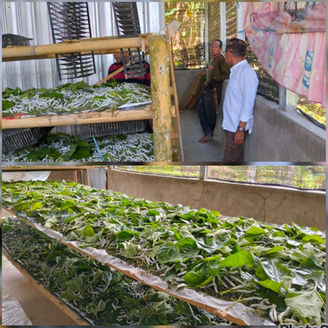 ADA APA KEJATI SULSEL ? TIDAK MELIDIK PROYEK PENGADAAN  BIBIT MURBEI 1.000.000 BATANG TH.2020  DENGAN REKANAN CV.MASSALANGKA.