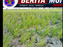 Krusial! Distribusi Air saluran Sungai Kelara Dinilai Tak Efektif, masyarakat pemakai air sungai kelara Didesak Evaluasi Kebijakan Sistem Bergilir .