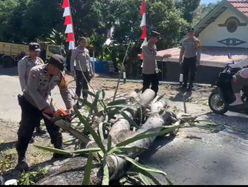 Kapolsek Kelara Mendatangi TKP Pohon Tumbang Di Kelurahan Tolo Utara,Tidak ada Korban Jiwa