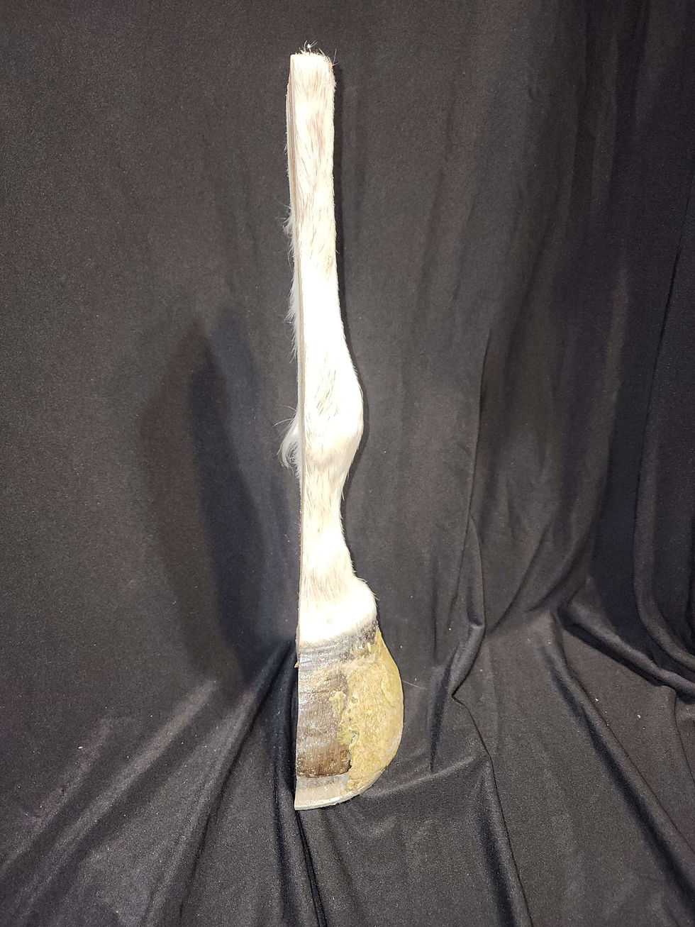 Thumbnail: Laminitis sagittal