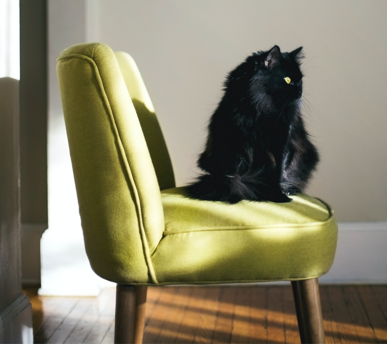 If anyone ever tells you that cats don’t