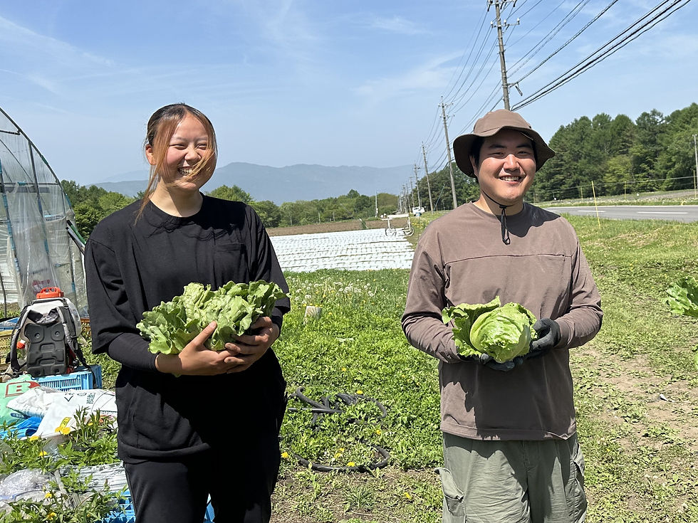 畑で笑顔の八ヶ岳農業大学校の学生2人が、収穫したキャベツを手に持って立つ。青空と山並み、電線のある農地の風景。