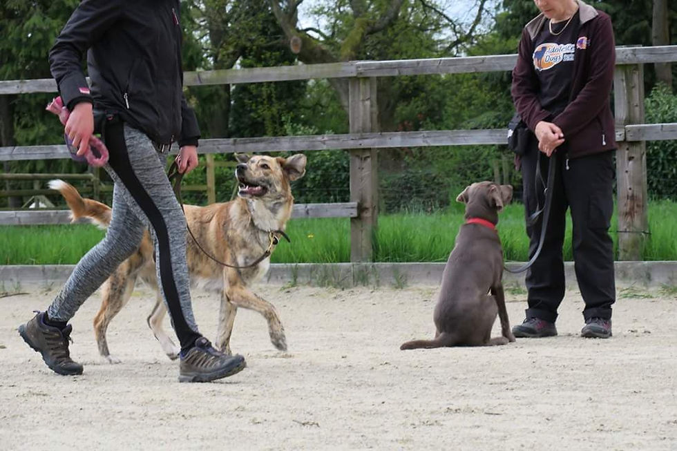 Residential Dog Training