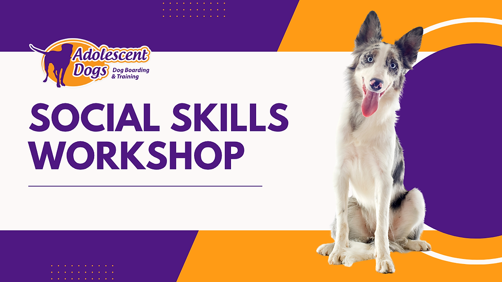 Dog Social Skills Workshop