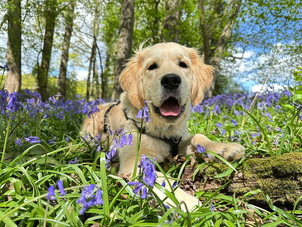 492244338_10236271021145959_4338908054021093629_n