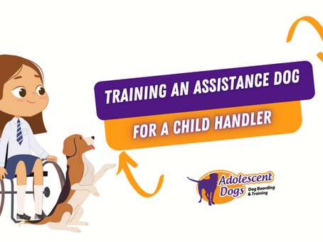 🐾 Training an Assistance Dog for a Child Handler: What Every Family Should Know