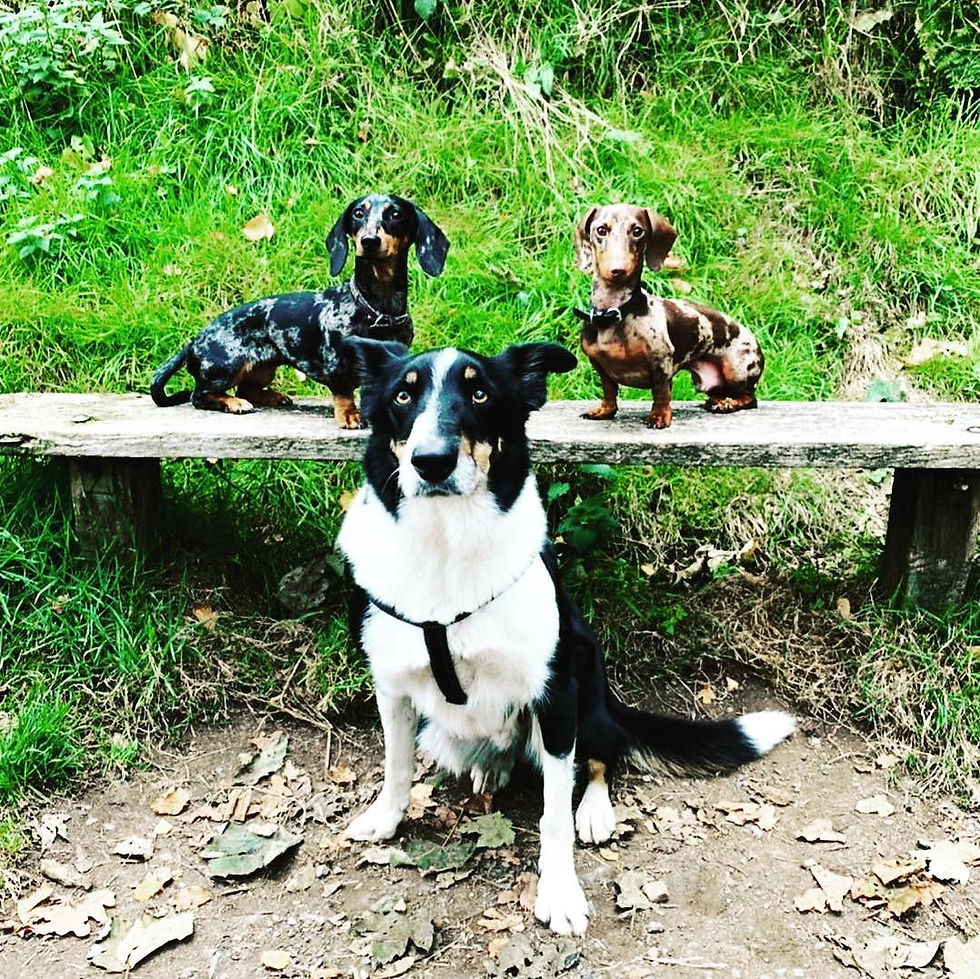 Residential Dog Training