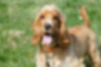 digby5