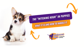 The “Witching Hour” in Puppies – What It Is and How to Handle It