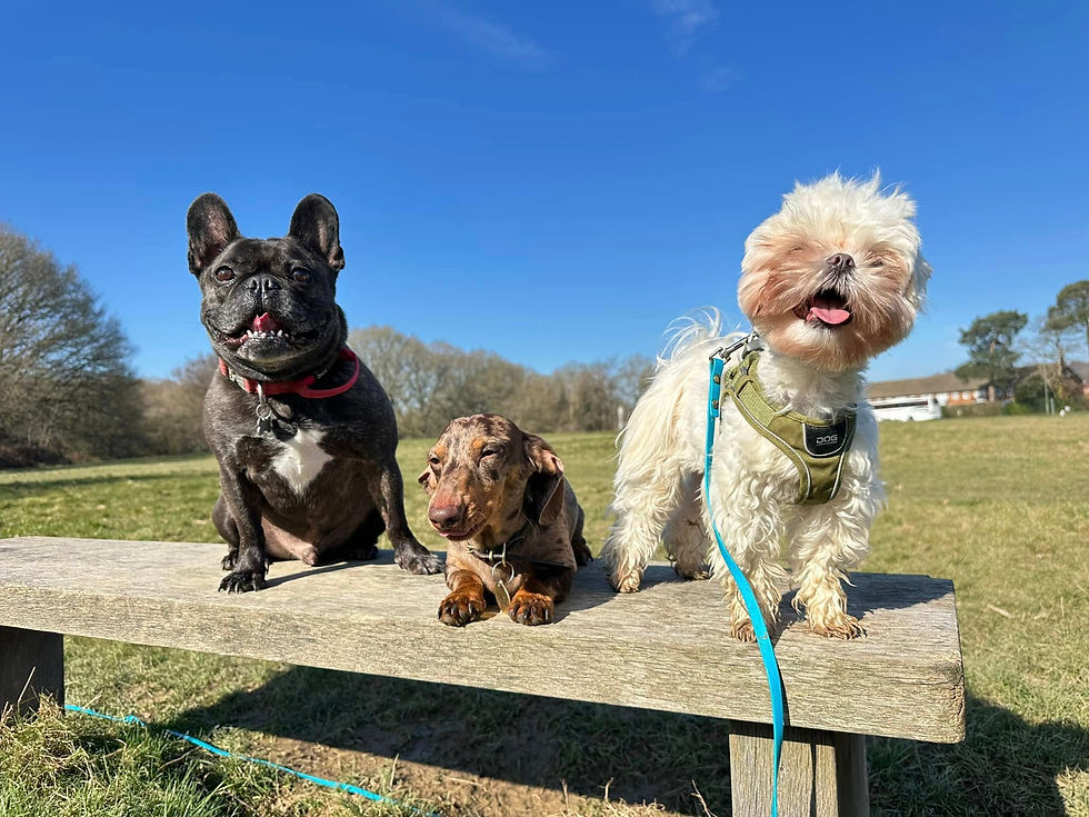 482192543_10235682783600388_5987622565975132413_n