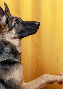 Untitled design (5).png