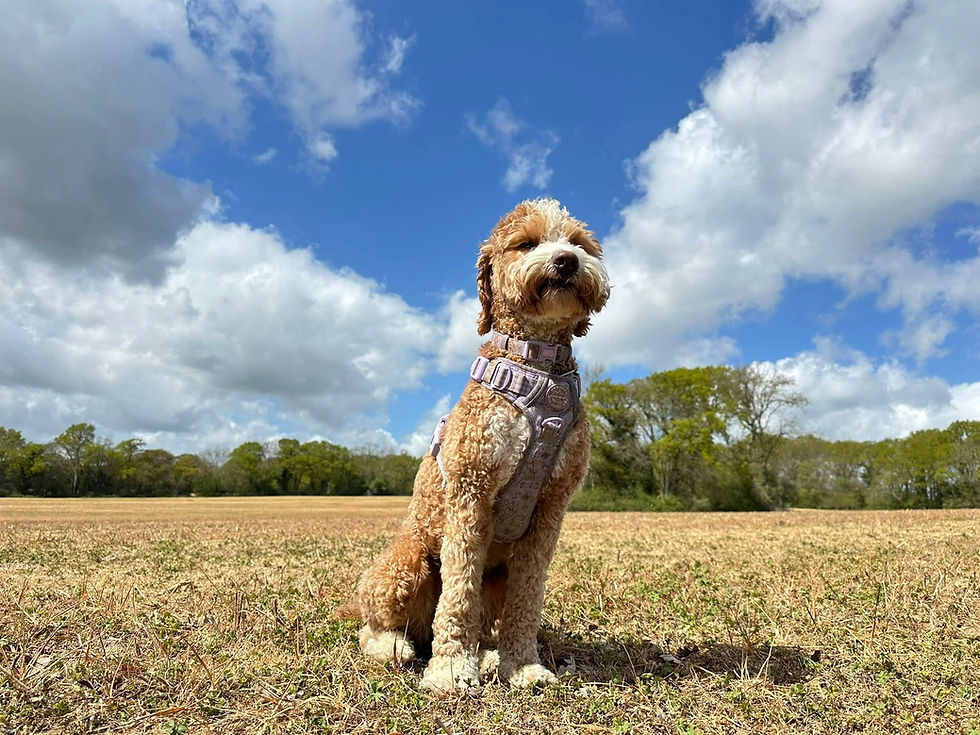 491935799_10236271072427241_310845874959880855_n