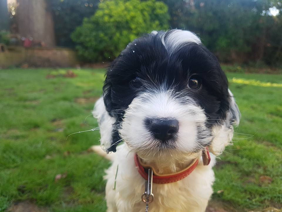 6 Week Puppy Class