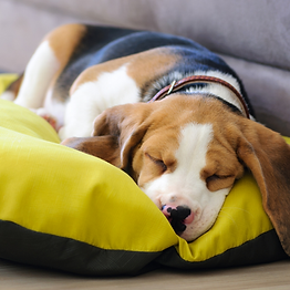 Copy of FREE PUPPY BITING GUIDE (2).png