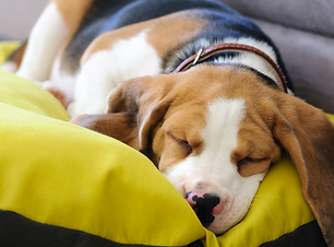 Copy of FREE PUPPY BITING GUIDE (2).png