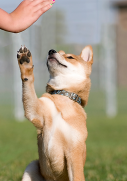 Untitled design (4).png