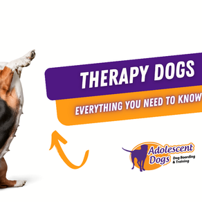 🐾 Therapy Dogs: Everything You Need to Know