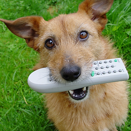 Copy of FREE PUPPY BITING GUIDE (4).png