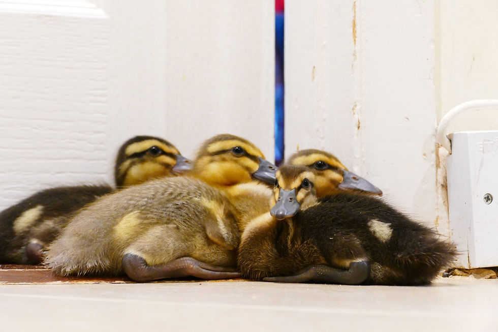 Ducks