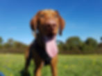 dougal1