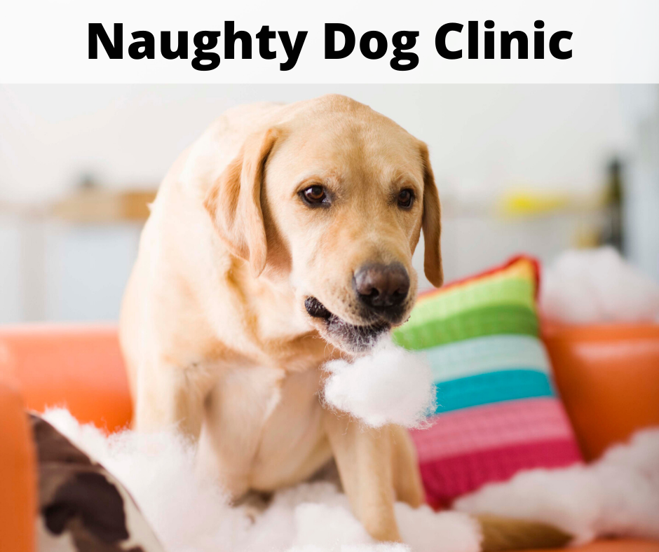 Online Naughty Dog Clinic