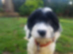 bandit