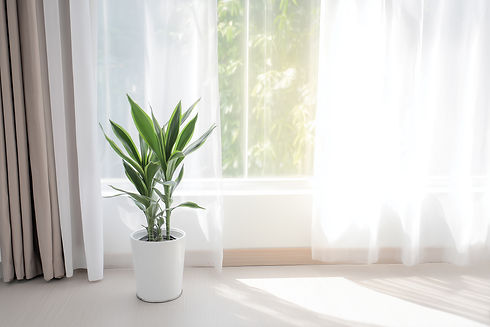 vecteezy_green-houseplant-in-white-pot-near-window-with-curtains_71516687.jpg