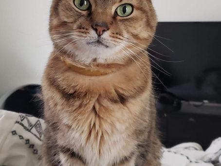 Amazon Cat Products I Love